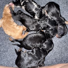 Bernedoodle puppies from Vallevistadoodles