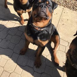 Rottweiler Puppies from Alpha Co. Rottweilers