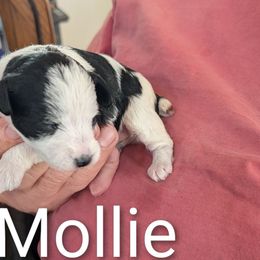 Molly - Parti female Schnoodle puppy in Huron, Tennessee from Wilma's Paw-Paw Patch