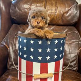 Cocoa Pebbles - Chocolate merle female Bernedoodle puppy in Rose Hill, North Carolina from Red Door Canines
