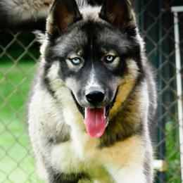Vulcan - Siberian Husky