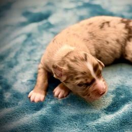 Rhiannon - Red merle female Miniature American Shepherd puppy in Damascus, Oregon from Rebel Soul Minis