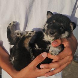 Lincoln - Black and tan male Shiba Inu puppy in Moreno Valley, California from SoCal ShibaInu