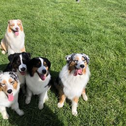 Australian Shepherd All Grown Up from Artemisia Aussies