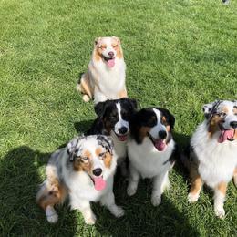 Australian Shepherd All Grown Up from Artemisia Aussies