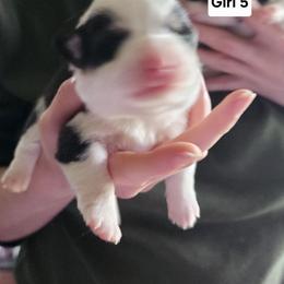 Girl 5 - Black and tan female Pembroke Welsh Corgi puppy in Grand Blanc, Michigan from Dellinger's Corgi's