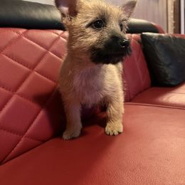Cairn Terrier Puppies from Shining Waters Farm
