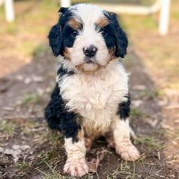 Finn - Tri-color male Bernedoodle puppy in Marne, Michigan from MI Doodles