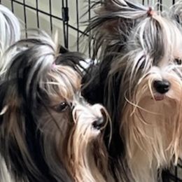 Biewer Terriers from Biewer de las Flores