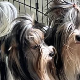 Biewer Terriers from Biewer de las Flores