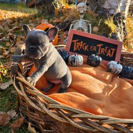 Autumn - Blue fawn female French Bulldog puppy in Columbia Falls, Montana from Glacier French Bulldogs of Montana