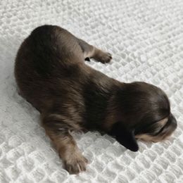 Chocolate and Cream (Shaded Cream) Girl 2 - Cream female Dachshund puppy in Mesa, Arizona from T&J Lovable Longhaired AKC Dachshunds