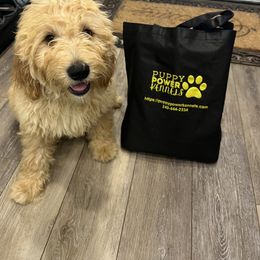 Cockapoo and Goldendoodle Puppies from Puppy Power Kennels