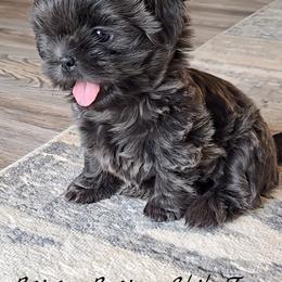 Shih Tzu Puppies from Beirin Breige Shih Tzus