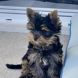 Yorkshire Terrier Puppies from Polina Mironchuk