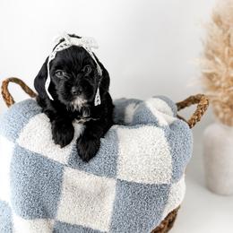 The Midnight Society's Raven - Black female Goldendoodle puppy in Russell Springs, Kentucky from Milk & Honey Doodles