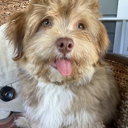 Cowboy - Havanese