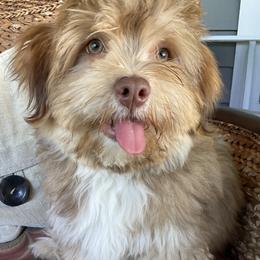 Cowboy - Havanese