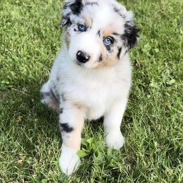 Australian Shepherd Puppies from HomeGrown Aussies