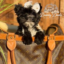 PaTra - Parti female Yorkshire Terrier puppy in Prosper, Texas from DaintyDawlz
