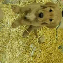 Golden Retriever Puppies from Goldens of Hamm Hollow