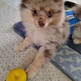 Pomeranian Puppies from PepperJack Poms