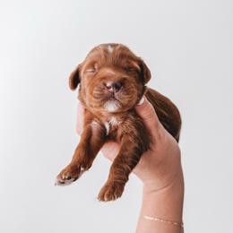 Cream - Red  female Goldendoodle puppy in Beaverton, Oregon from Henry Elliots