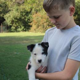 Boss - Black and white male Border Collie puppy in Ripley, Oklahoma from Adventure5 Border Collies