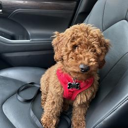 Ellie - Bernedoodle