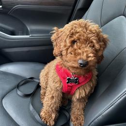 Ellie - Bernedoodle