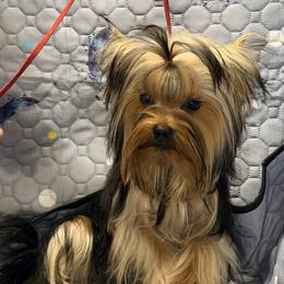 Mr. Met - Blue and gold male Yorkshire Terrier puppy in Lake Mary, Florida from Cannon Yorkies