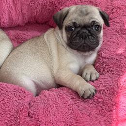 Martin - Fawn male Pug puppy in Saint Pauls, North Carolina from Copperfield’s Goldens
