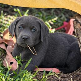 Maple (Light Pink Collar) - Charcoal female Dilute Retriever puppy in Baldwin City, Kansas from Hedge Lane Labradors