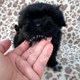 Onyx - Black and white male Shih Tzu puppy in Tehachapi, California from Shih Tzu Crue