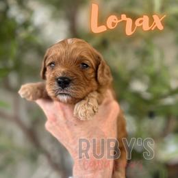 Lorax - Red male Cavapoo puppy in West Jordan, Utah from Ruby's Cavapoos