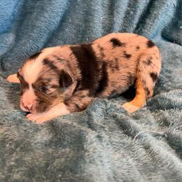 Rambo - Blue merle male Toy Australian Shepherd puppy in Nocona, Texas from Rafter O Toy Aussies and Mini Heelers