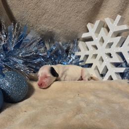 Caraway - White and black male Dalmatian puppy in Claremore, Oklahoma from Lotsofdots Dalmatians