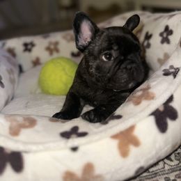 Boy 1 - French Bulldog puppy from J. Taylor Frenchie Family Farms