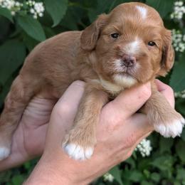 Cory - Apricot male Cavapoo puppy in Coshocton, Ohio from Forever Family Puppies