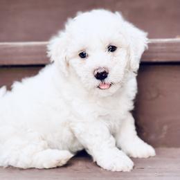 Bichon Frise Puppies from Christen’s Puppy Land