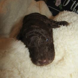 Goldendoodle and Poodle Puppies from David & Patricia Elliott