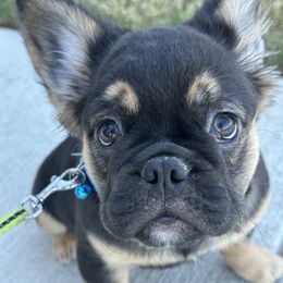 French Bulldog Puppies from Chanel & Co Frenchies