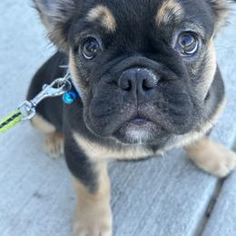 French Bulldog Puppies from Chanel & Co Frenchies