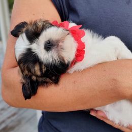 Shih Tzu Puppies from Shaggy Shih Tzu