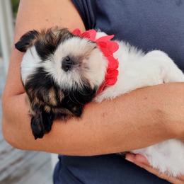 Shih Tzu Puppies from Shaggy Shih Tzu