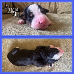 Fluffy - Black rust and white male Bernese Mountain Dog puppy in Merrill, Michigan from Happy Tails Family Farm