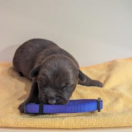 Anchovy - female Patterdale Terrier puppy in Yucaipa, California from Moormont Kennels
