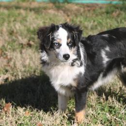 Toy Australian Shepherds from Richardson Toy and Miniature Australian Shepherds