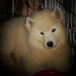 Samoyed Puppies from Rocking S Farm