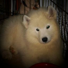 Samoyed Puppies from Rocking S Farm